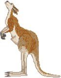Kangaroo